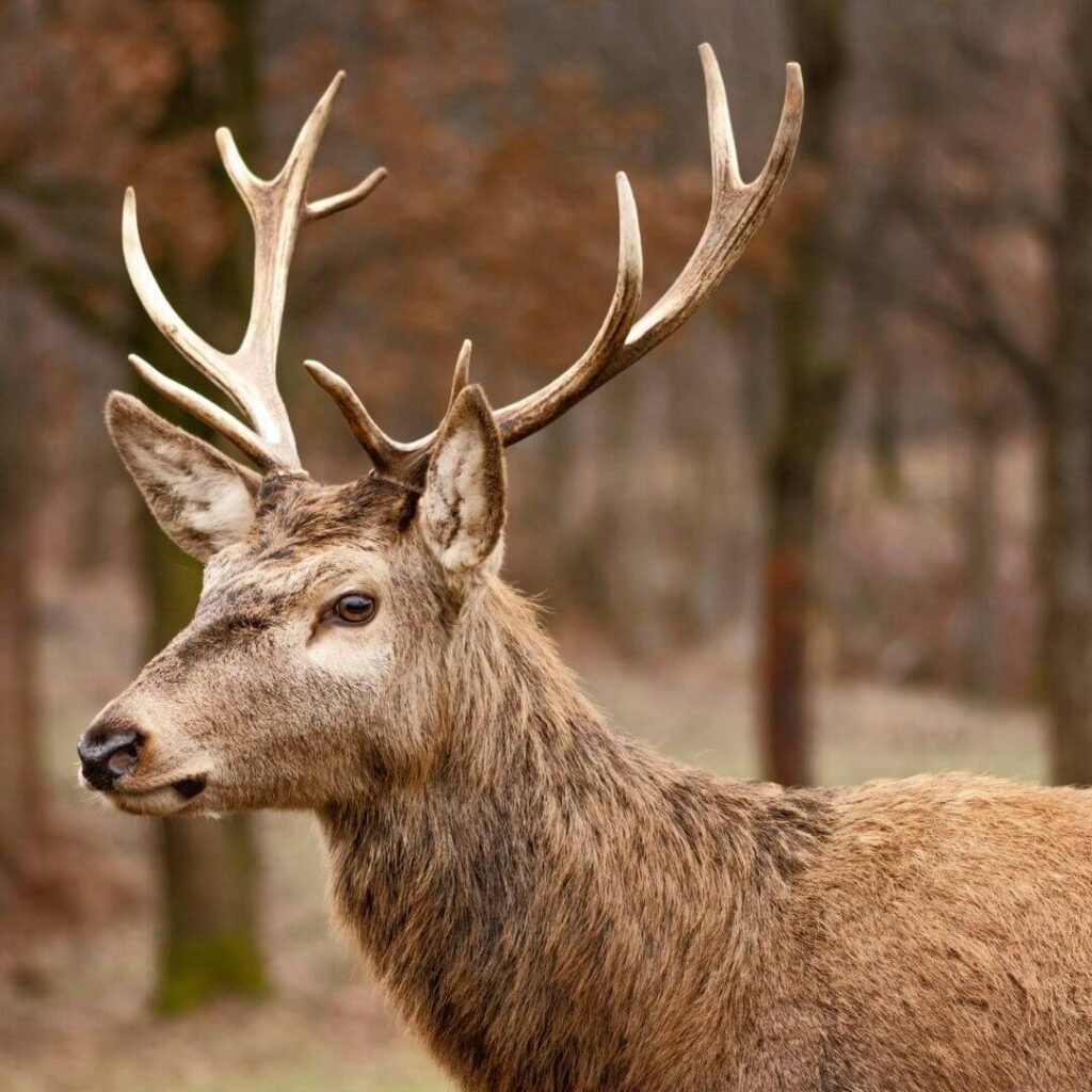Deer Antler Velvet Ingredient 1080x1080 1