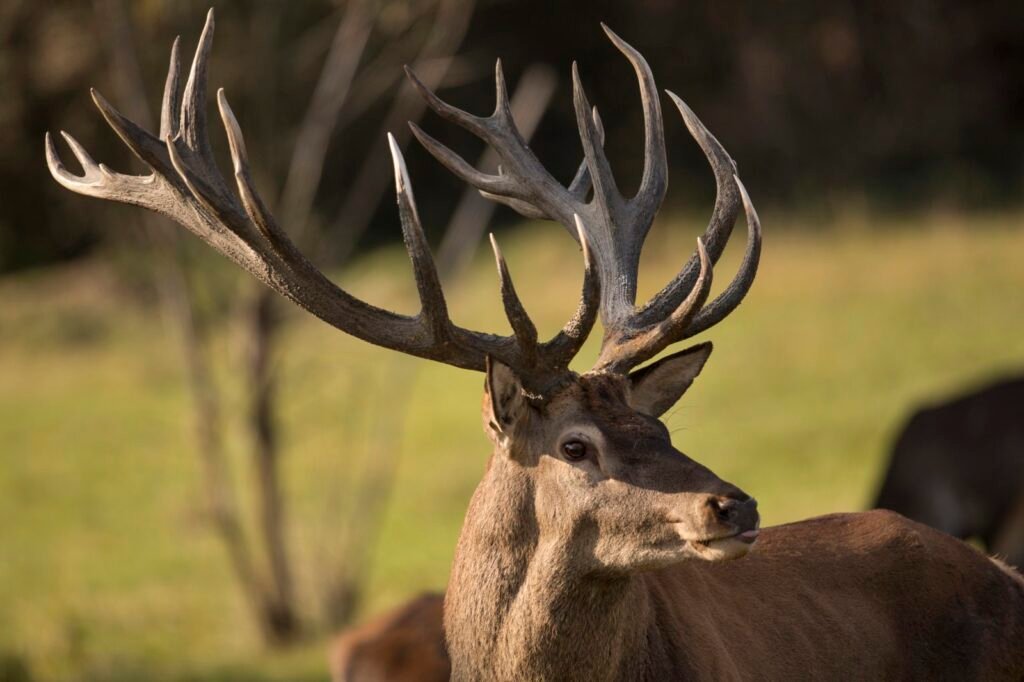 2. Deer Velvet